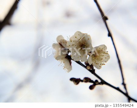 雪が降った寒い1月に可愛らしく咲いた白い梅の花「冬至(トウジ)」 雪が降った寒い1月に可愛らしく咲いた白い梅の花「冬至(トウジ)」 135549424