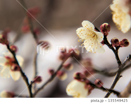 雪が降った寒い1月に可愛らしく咲いた白い梅の花「冬至(トウジ)」 雪が降った寒い1月に可愛らしく咲いた白い梅の花「冬至(トウジ)」 135549425