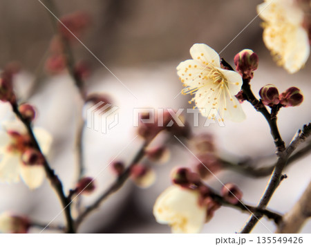 雪が降った寒い1月に可愛らしく咲いた白い梅の花「冬至（トウジ）」 135549426