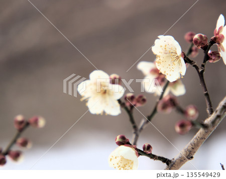 雪が降った寒い1月に可愛らしく咲いた白い梅の花「冬至(トウジ)」 雪が降った寒い1月に可愛らしく咲いた白い梅の花「冬至(トウジ)」 135549429