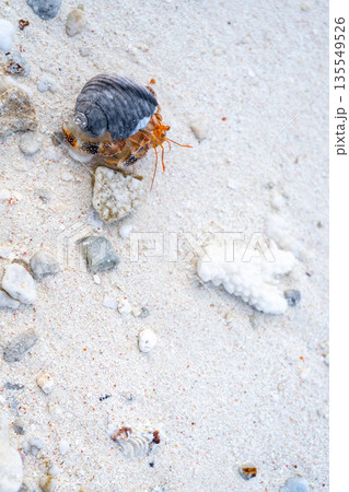 Hermit crab on a white sand beach in Maupiti, French Polynesia 135549526