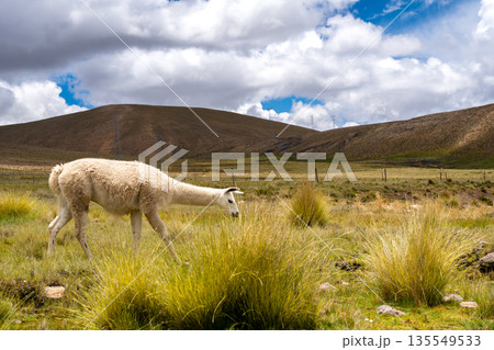 White Llama Grazing on the Peruvian Highland Plain 135549533