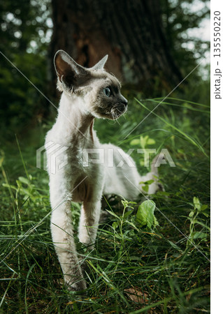 Gray-White Devon Rex Smiling in Grass – Playful Cat Expression Outdoor Nature Photography Gray-White Devon Rex Smiling in Grass – Playful Cat Expression Outdoor Nature Photography 135550220