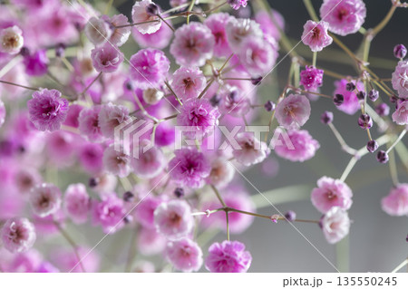 カラフルな霞草の小花 カラフルな霞草の小花 135550245