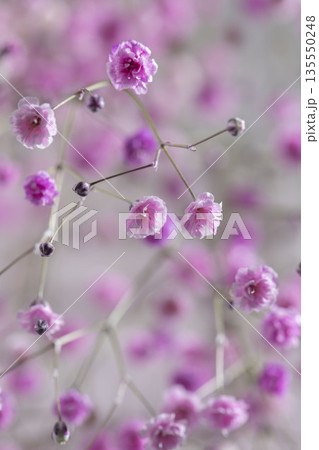 カラフルな霞草の小花 カラフルな霞草の小花 135550248