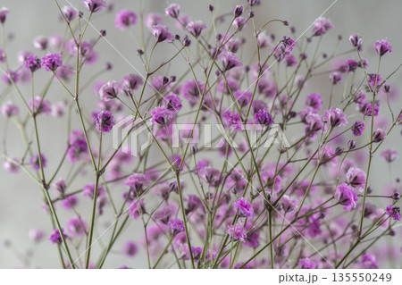 カラフルな霞草の小花 135550249