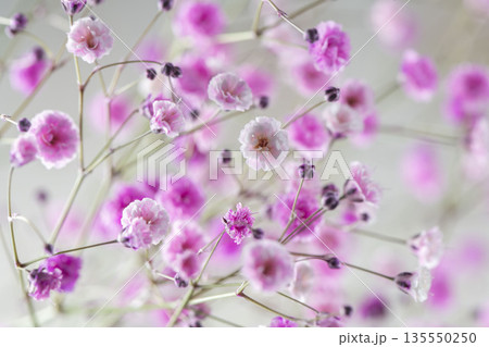 カラフルな霞草の小花 カラフルな霞草の小花 135550250