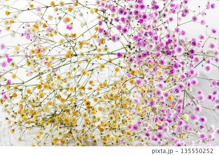 カラフルな霞草の小花 カラフルな霞草の小花 135550252