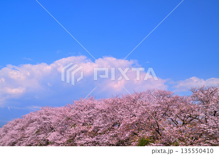 青空に映える満開の桜 青空に映える満開の桜 135550410