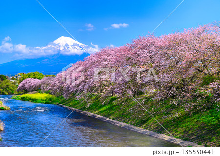 橋から見る川と桜と富士山 135550441