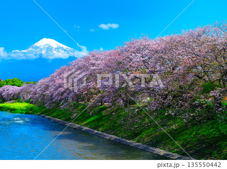 橋から見る川と桜と富士山 橋から見る川と桜と富士山 135550442
