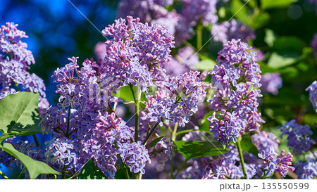 Spring nice branches of purple pink lilac 135550599