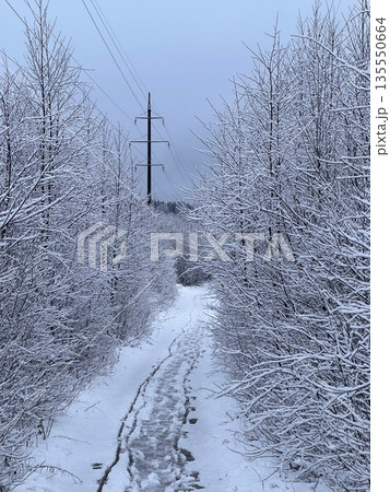 snow-covered path among snow-covered trees stretching into the distance 135550664