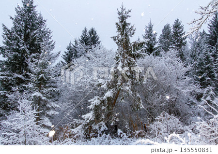Snow falling on a pine forest in Austria Snow falling on a pine forest in Austria 135550831