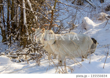 Two white female goats in the snow Two white female goats in the snow 135550834