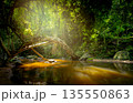 Tropical forest river with golden sunlight filtering through dense jungle canopy, flowing stream and ancient tree roots. Ecosystem balance. Biodiversity conservation. Sustainable natural ecosystem. 135550863