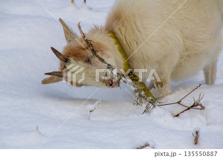 White young goat eating a pine branch in the snow-covered meadow. White young goat eating a pine branch in the snow-covered meadow. 135550887