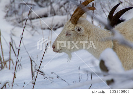 White femaile goat and black male goat in the snow 135550905