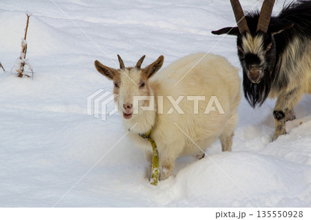 White female young goat and male buck in the snow 135550928