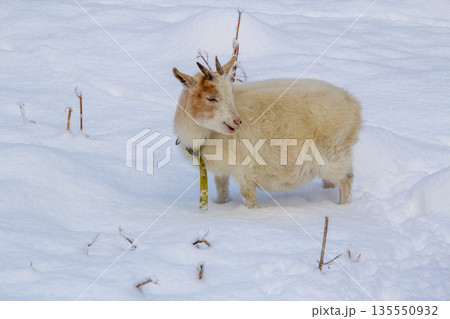 White young goat seeking for food in the snow 135550932