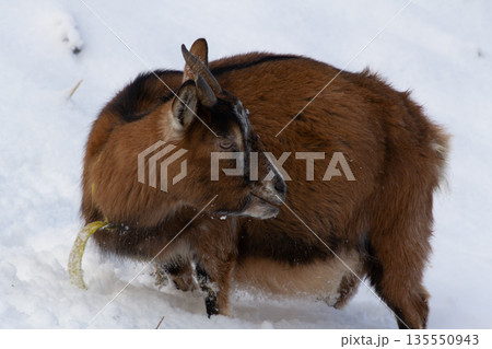 Brown female goat seeking for food in the snow Brown female goat seeking for food in the snow 135550943