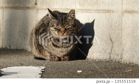かわいい野良猫 135551519