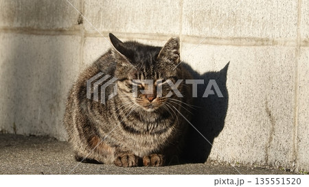 かわいい野良猫 135551520