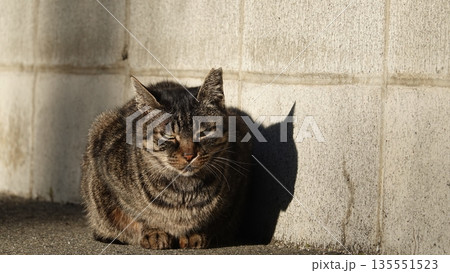 かわいい野良猫 かわいい野良猫 135551523