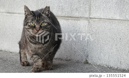 かわいい野良猫 かわいい野良猫 135551524