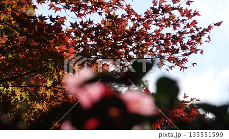 美しい紅葉 135551599