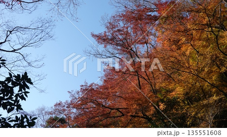 美しい紅葉 美しい紅葉 135551608