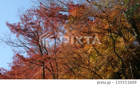 美しい紅葉 美しい紅葉 135551609