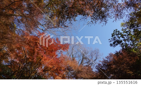 美しい紅葉 美しい紅葉 135551616