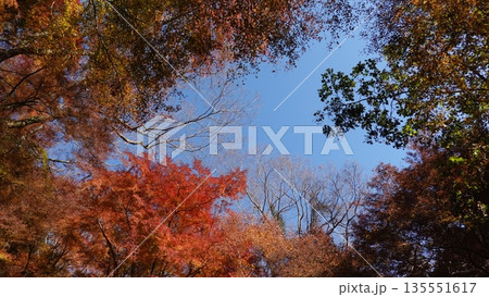 美しい紅葉 135551617