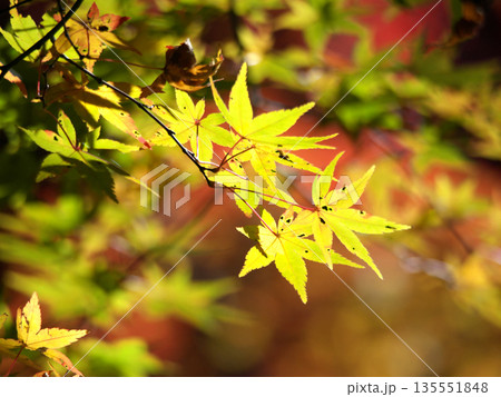 紅葉したモミジ 紅葉したモミジ 135551848