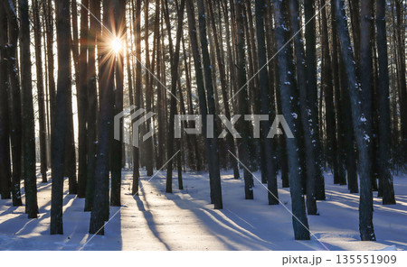 Winter sun rays piercing through pine trees in snowy forest creating long shadows and serene natural scene Winter sun rays piercing through pine trees in snowy forest creating long shadows and serene natural scene 135551909