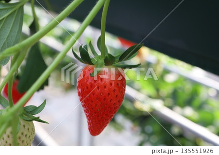 収穫を待つ完熟いちご　温室で育つ赤い果実のクローズアップ 135551926