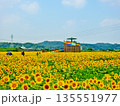 福岡県田川郡のおおとう桜街道花公園のひまわり畑 135551977