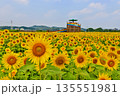 福岡県田川郡のおおとう桜街道横にある花公園のひまわり畑 135551981
