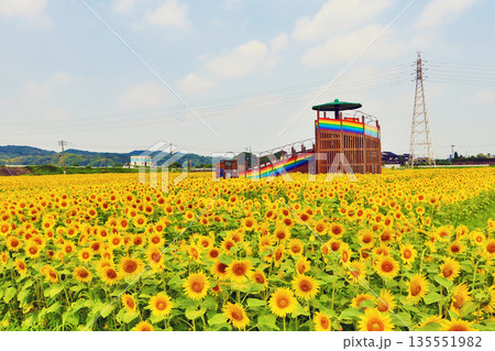 福岡県田川郡のおおとう桜街道横にある花公園のひまわり畑 135551982