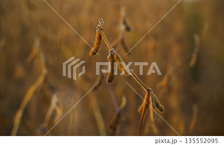 Soybean pods on plant in agricultural field, selective focus crop detail during harvest season at sunset 135552095