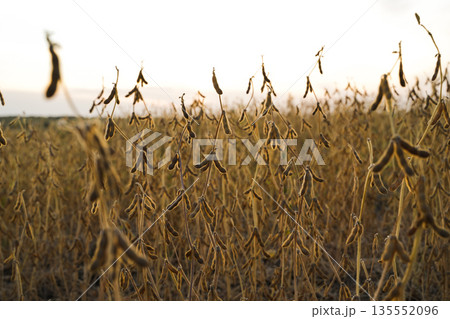 Ripe soybean plants in agricultural field at sunset, golden hour harvest season with mature crop pods and warm natural light 135552096