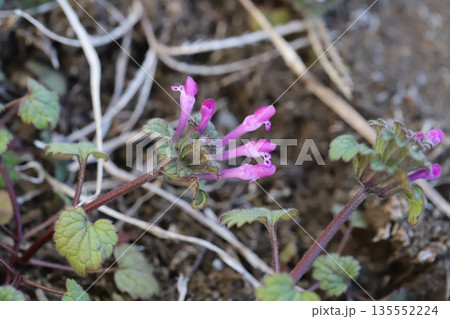 冬の道端に咲くピンク色の小さなホトケノザの花 135552224