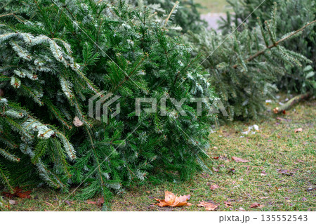 Christmas tree thrown into the trash. Christmas tree after celebration Christmas tree thrown into the trash. Christmas tree after celebration 135552543