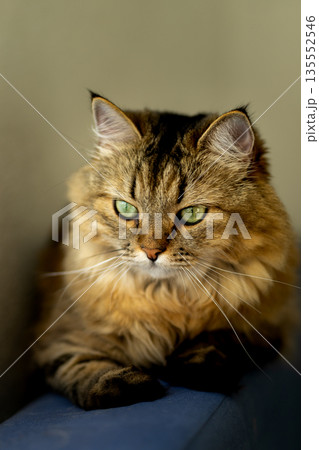Fluffy domestic cat with green eyes on a blue sofa Fluffy domestic cat with green eyes on a blue sofa 135552546