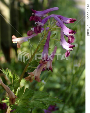 早春の日を受けるムラサキケマン 135552648