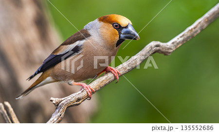 Hawfinch, Spain 135552686