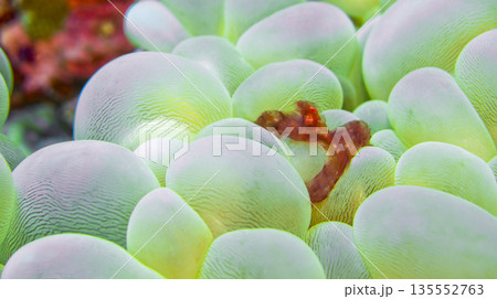 Orangutan Crab, Sulawesi 135552763
