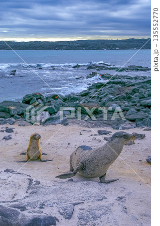 Galapagos Sea Lion, Galapagos National Park 135552770