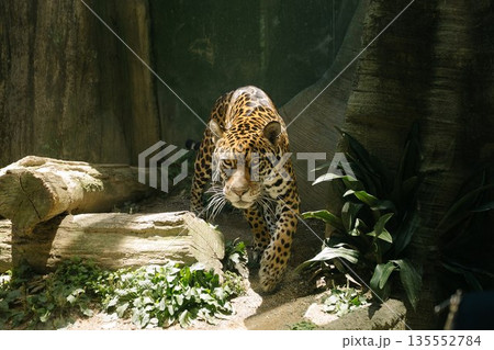 Cheetah eyes Cheetah eyes 135552784